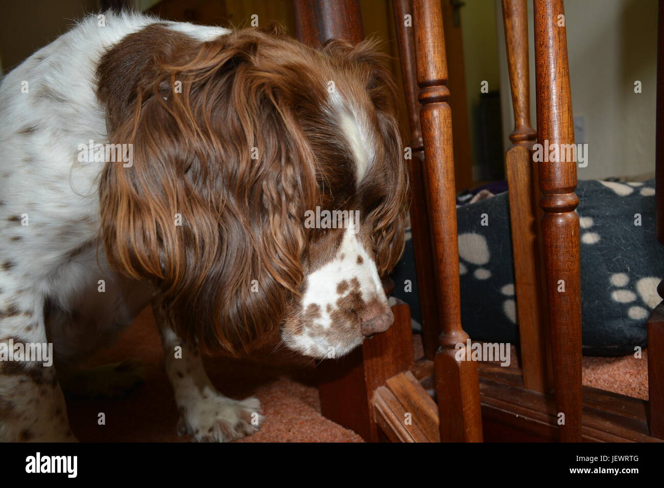 Fegato e White pedigree English Springer Spaniel guardando giù per le scale seduta sul passo e guardando fuori attraverso bannister montanti ri alert on-guard Foto Stock