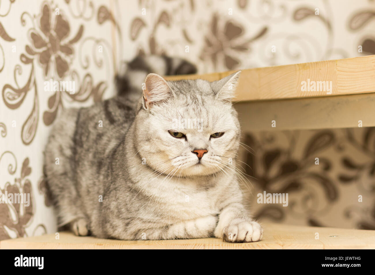 Grigio maculato gatto con gli occhi gialli scozzese sta dritto su gradini in legno Foto Stock