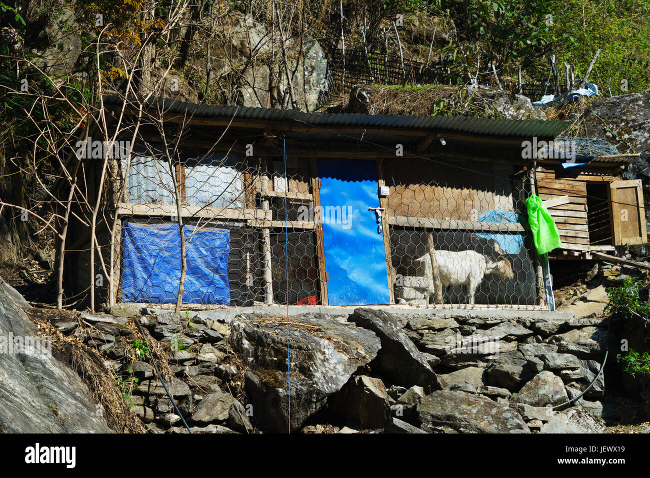 Capra bianca mantenuta in un capannone sul circuito di Annapurna, Nepal. Foto Stock