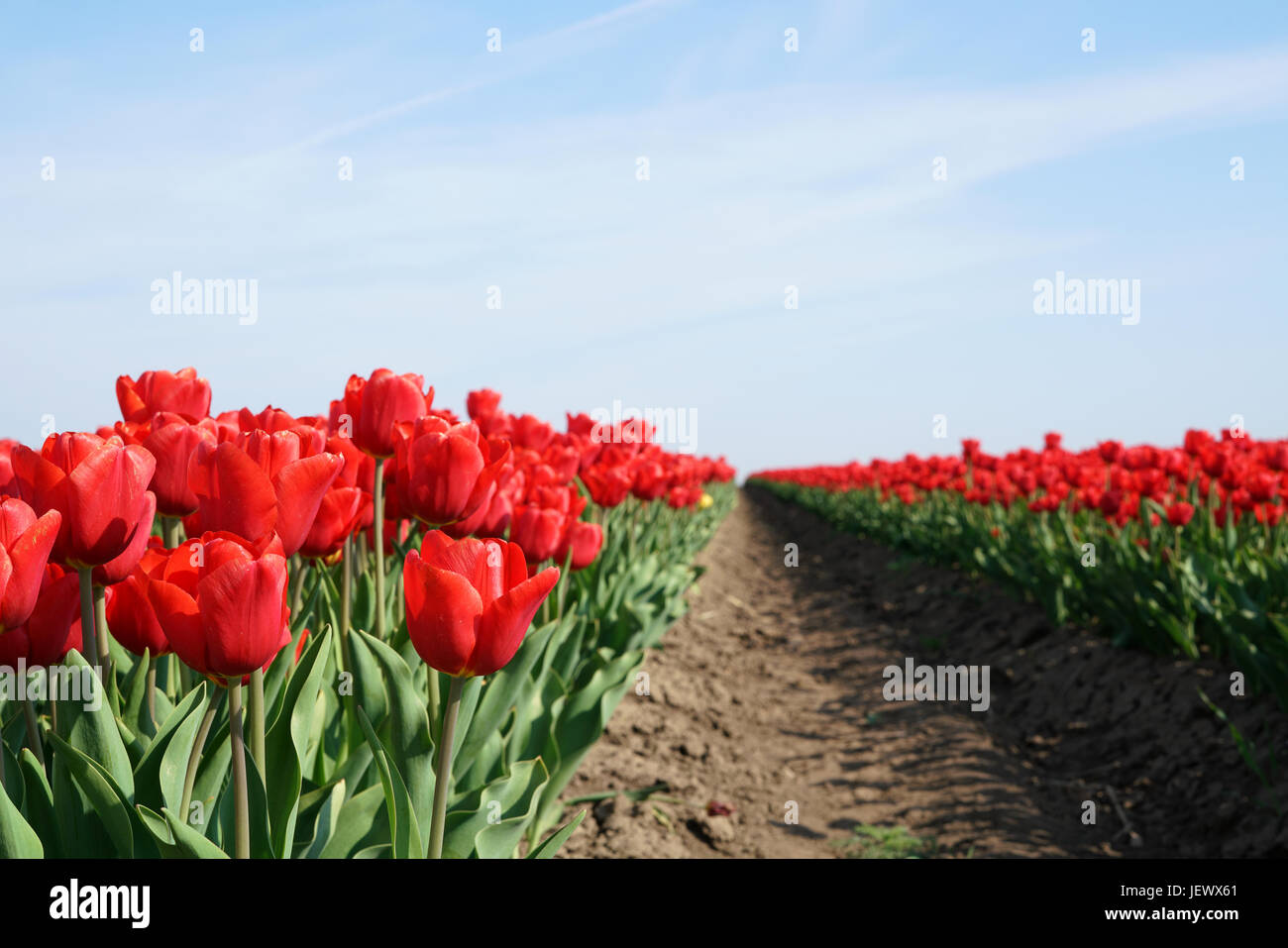 Fioritura di tulipani rossi in un campo Foto Stock