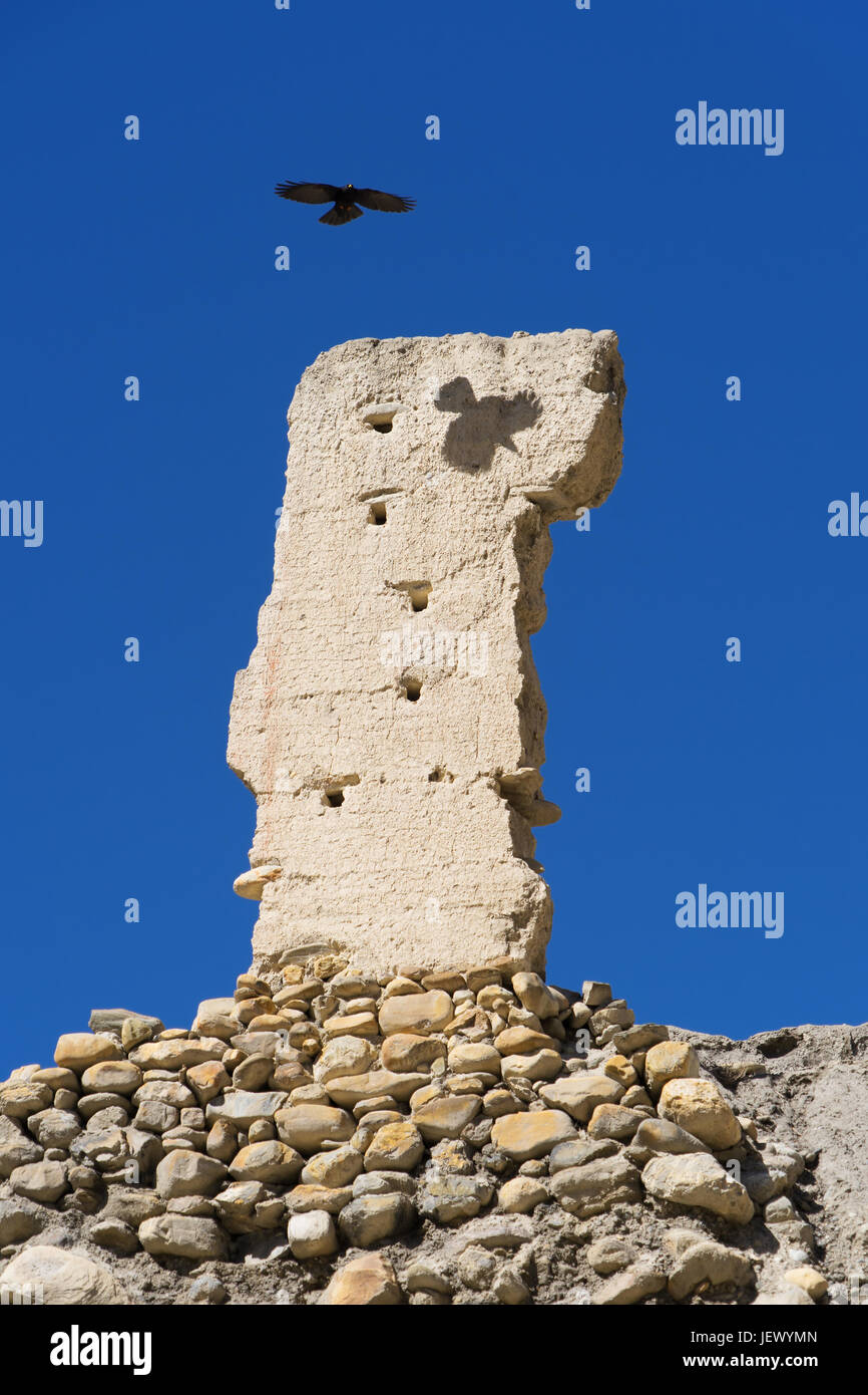 Gracchio alpino volare sopra le rovine di un antico gompa in Chuksang, Mustang superiore, Nepal. Foto Stock