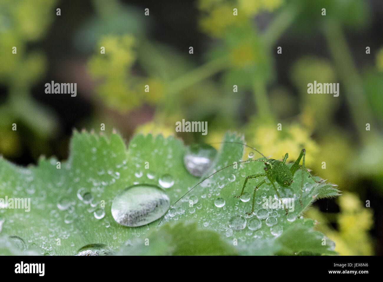 Mousehole, Cornwall, Regno Unito. Il 28 giugno 2017. Regno Unito Meteo. Leggera pioggia nel sud-ovest della Cornovaglia oggi. Visto qui un screziato bush cricket su un Alchemilla Mollis impianto. La Alchemilla, comunemente noto come signora mantello presenta una proprietà denominata superhydrophobia dove l'acqua forma come globlets su di esso le foglie. Credito: Simon Maycock/Alamy Live News Foto Stock