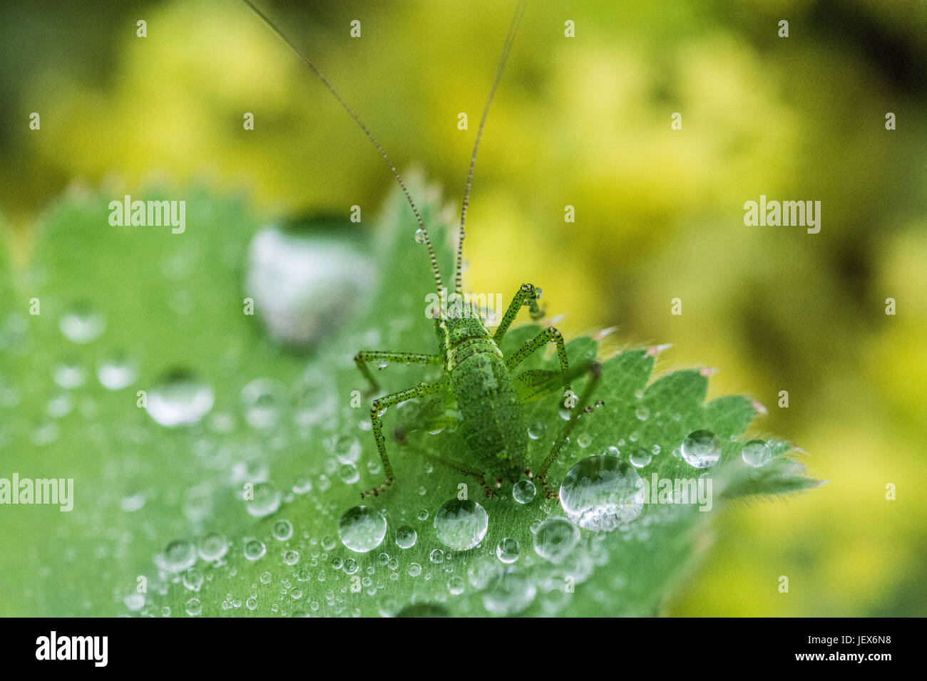 Mousehole, Cornwall, Regno Unito. Il 28 giugno 2017. Regno Unito Meteo. Leggera pioggia nel sud-ovest della Cornovaglia oggi. Visto qui un screziato bush cricket su un Alchemilla Mollis impianto. La Alchemilla, comunemente noto come signora mantello presenta una proprietà denominata superhydrophobia dove l'acqua forma come globlets su di esso le foglie. Credito: Simon Maycock/Alamy Live News Foto Stock