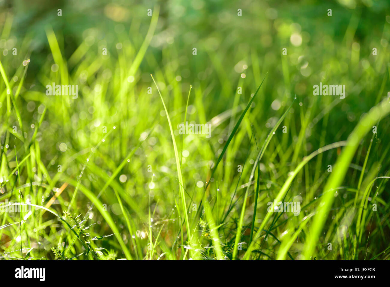 Primo piano a gocce d'acqua su erba verde Foto Stock