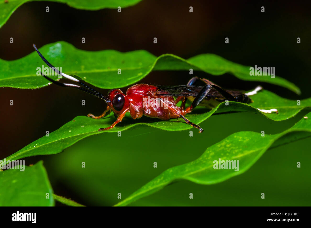 Piccolo insetto rosso seduto su una foglia verde nella foresta amazzonica in Cuyabeno Parco Nazionale, in Ecuador. Foto Stock