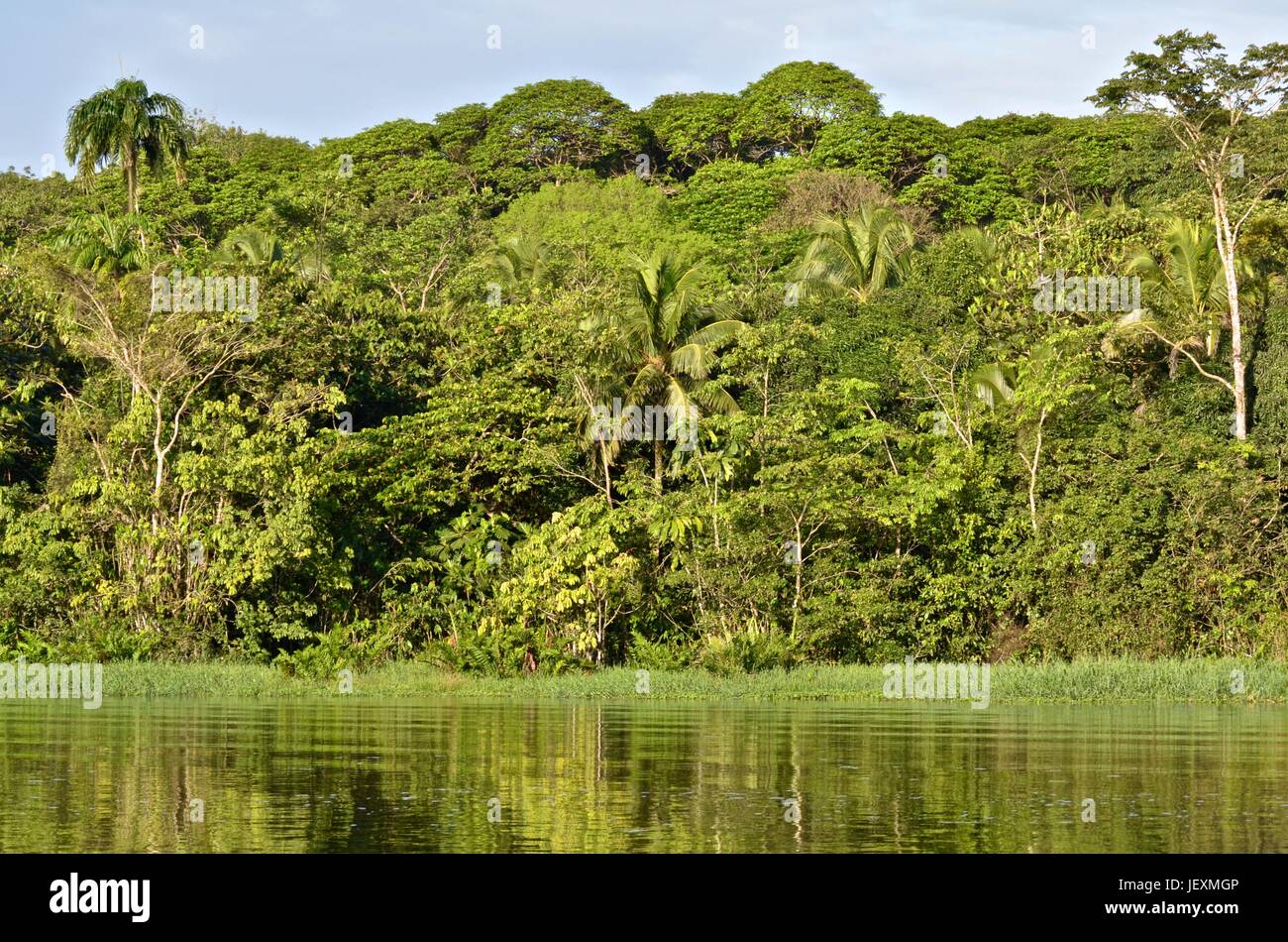 La foresta pluviale tropicale nel Humedal Caribe Noreste al Parco Nazionale di Tortuguero. Foto Stock
