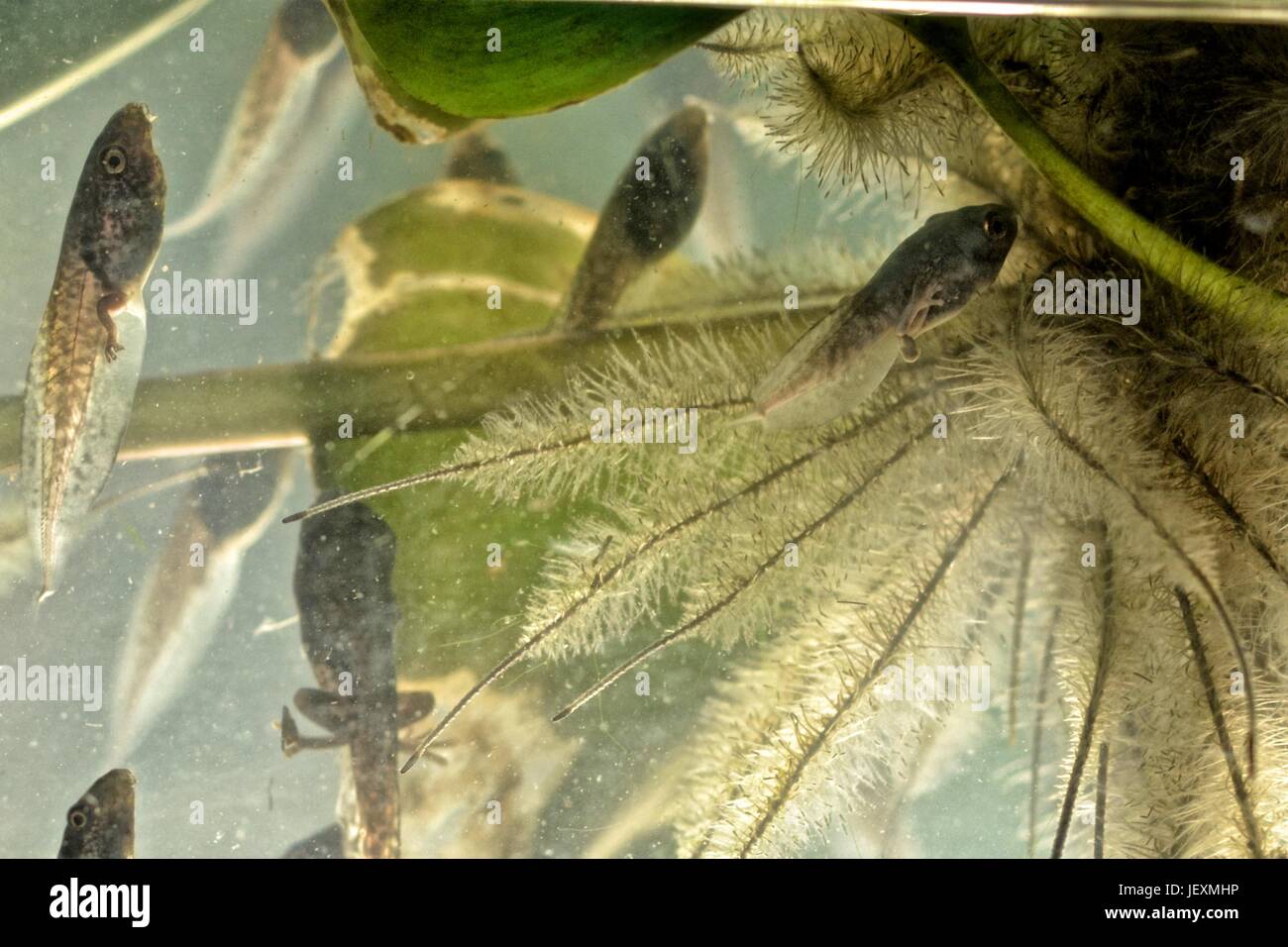 Red eyed tree rane, Agalychnis callidryas, in fase di transizione tra girino e rana. Foto Stock