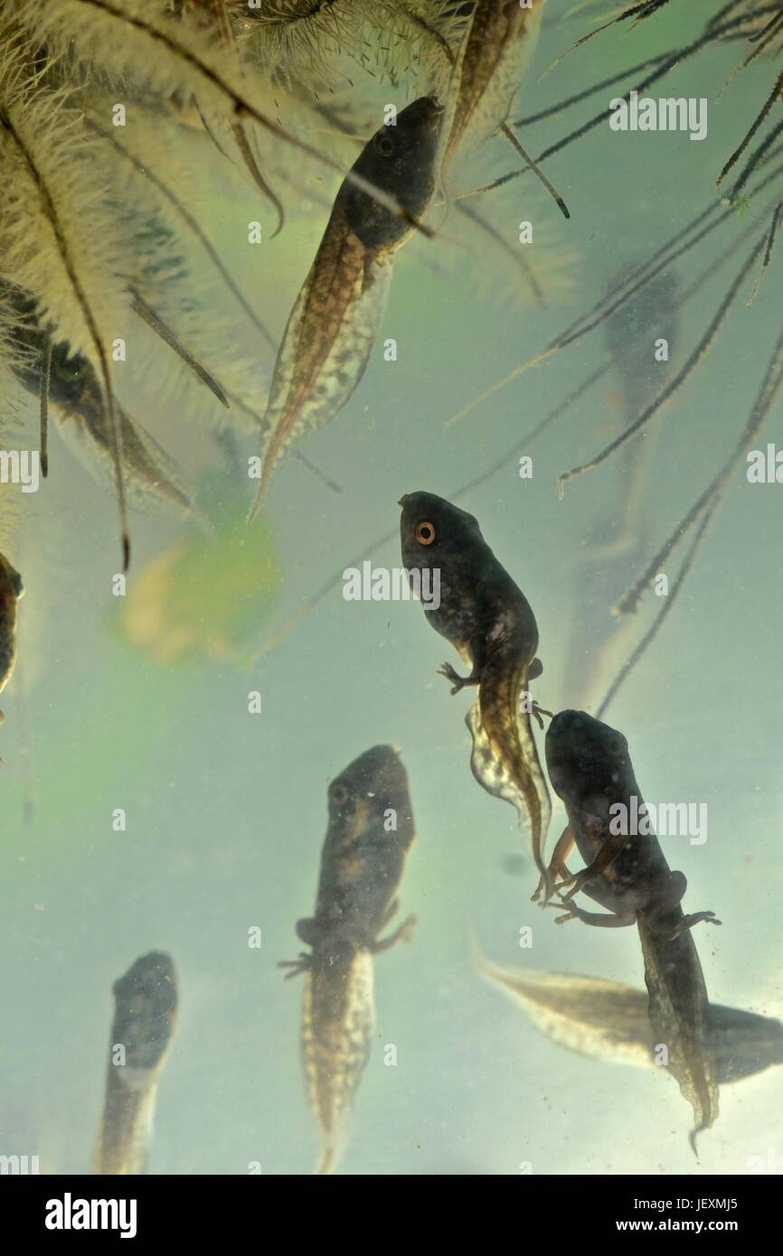Red eyed tree rane, Agalychnis callidryas, in fase di transizione tra girino e rana. Foto Stock