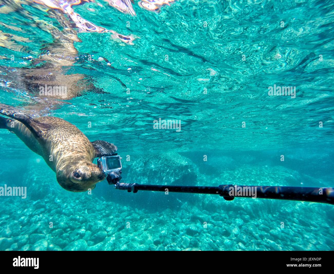 Un leone marino della California, Zalophus californianus, si avvicina a una fotocamera subacquea. Foto Stock