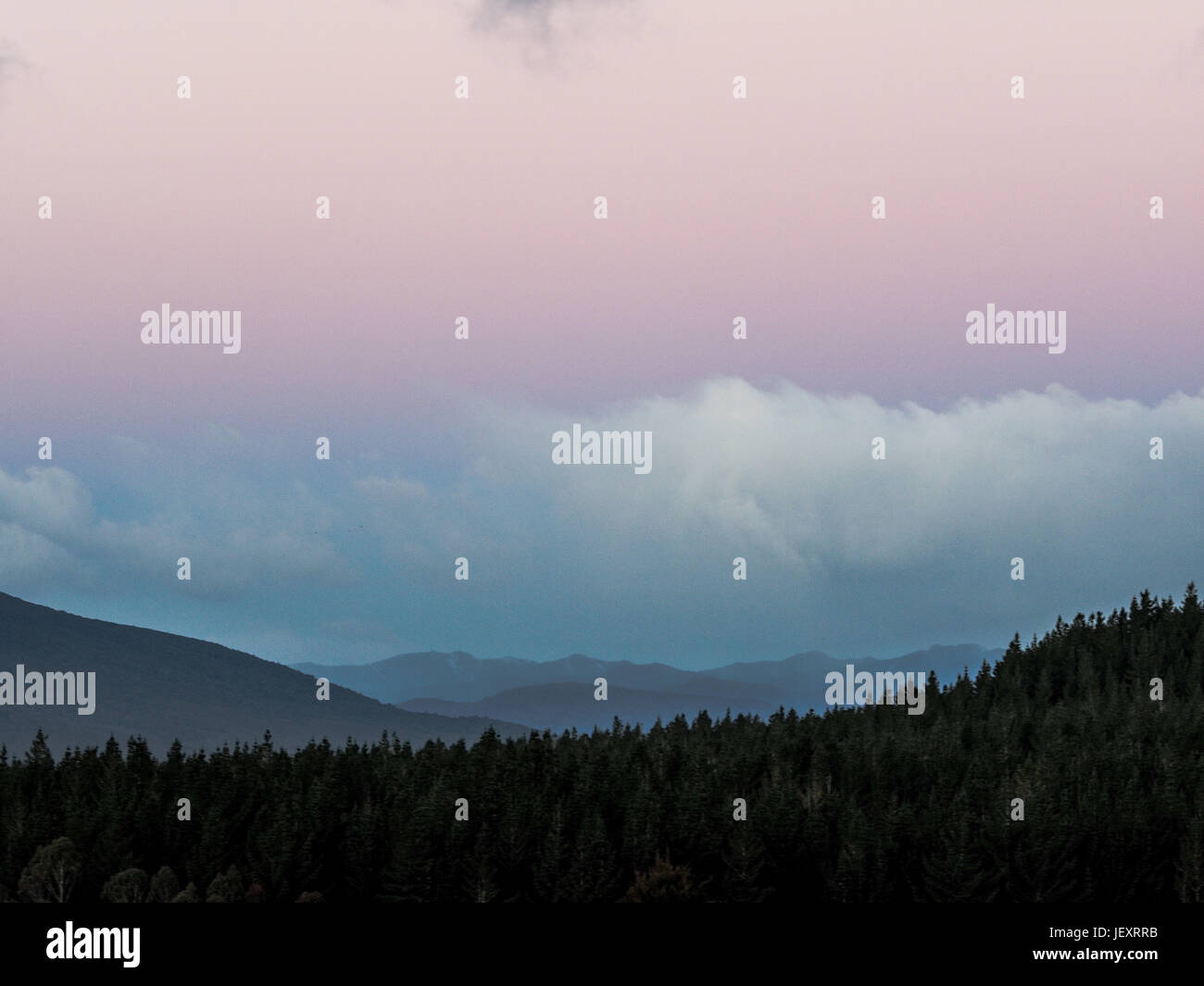 Pendenza della foresta con blu nebbia ridgelines oltre raggiungendo all'orizzonte, l'inverno al tramonto cielo rosa, Te Porere, Tongariro, Isola del nord, Nuova Zelanda Foto Stock