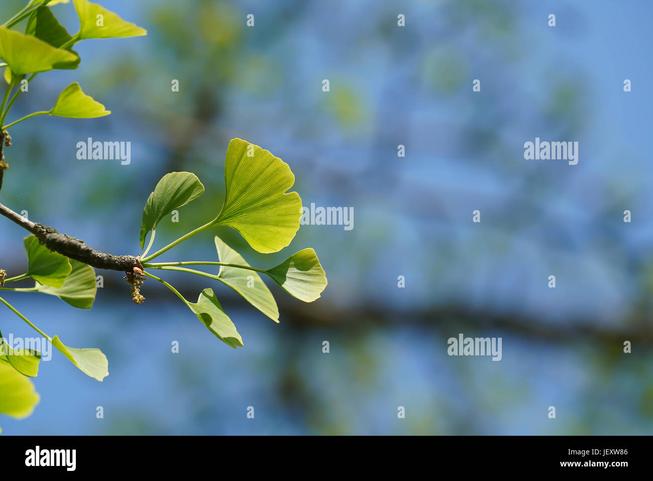 Le foglie di un albero di ginkgo in primavera Foto Stock