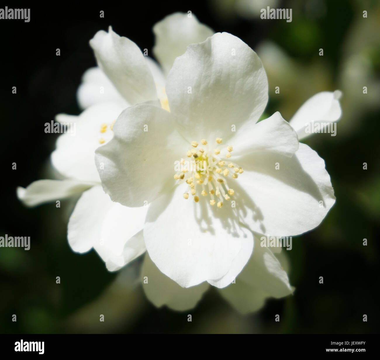 Blossom Calgary AB Foto Stock