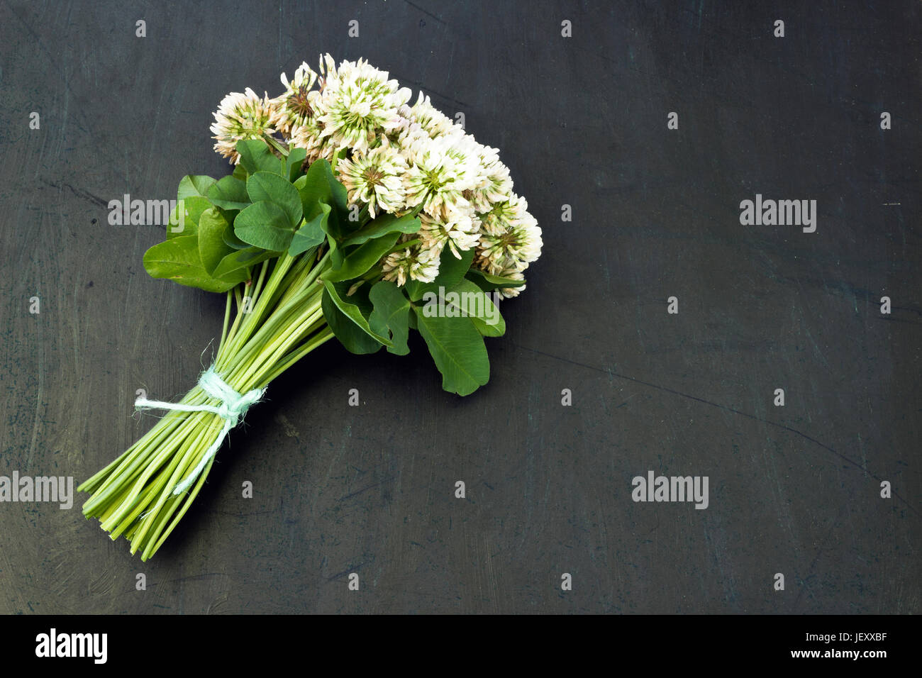 Trifoglio bianco (Trifolium repens) in un mazzo di fiori su sfondo scuro Foto Stock