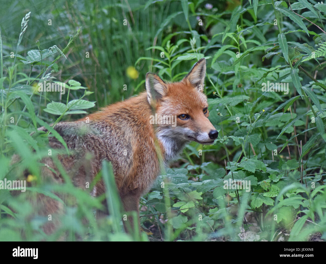 Red Fox - Scottish Centro Cervo, Cupar, prua di Fife, Scozia Foto Stock