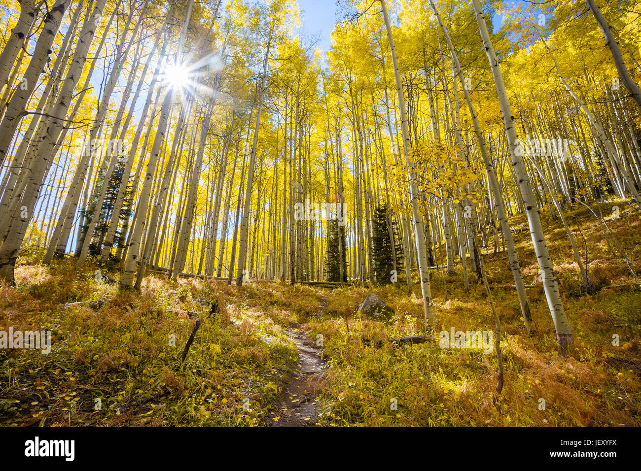 Sunburst in autunno attraverso un Aspen Grove lungo Kebler passano in Colorado Foto Stock