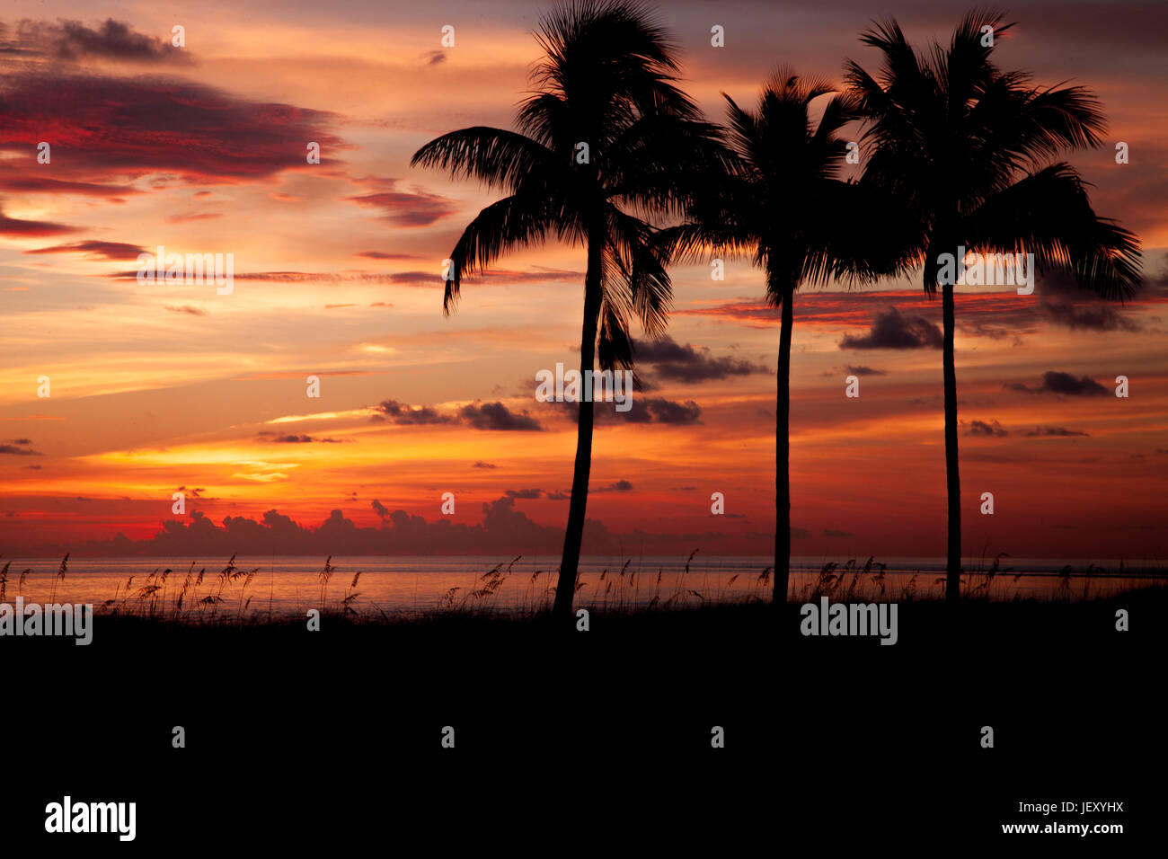 Tropical Palm tree silhouette al tramonto Foto Stock