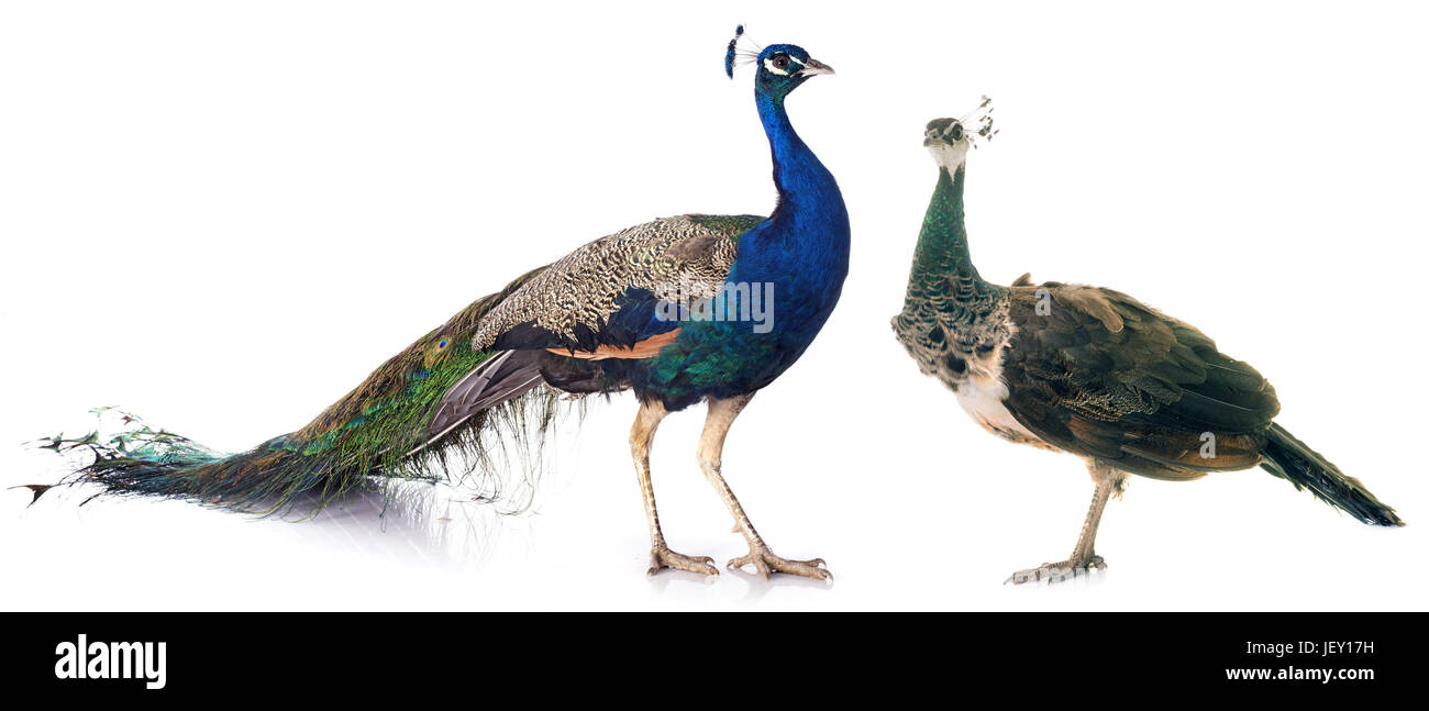 Maschi e femmine di peacock davanti a uno sfondo bianco Foto Stock