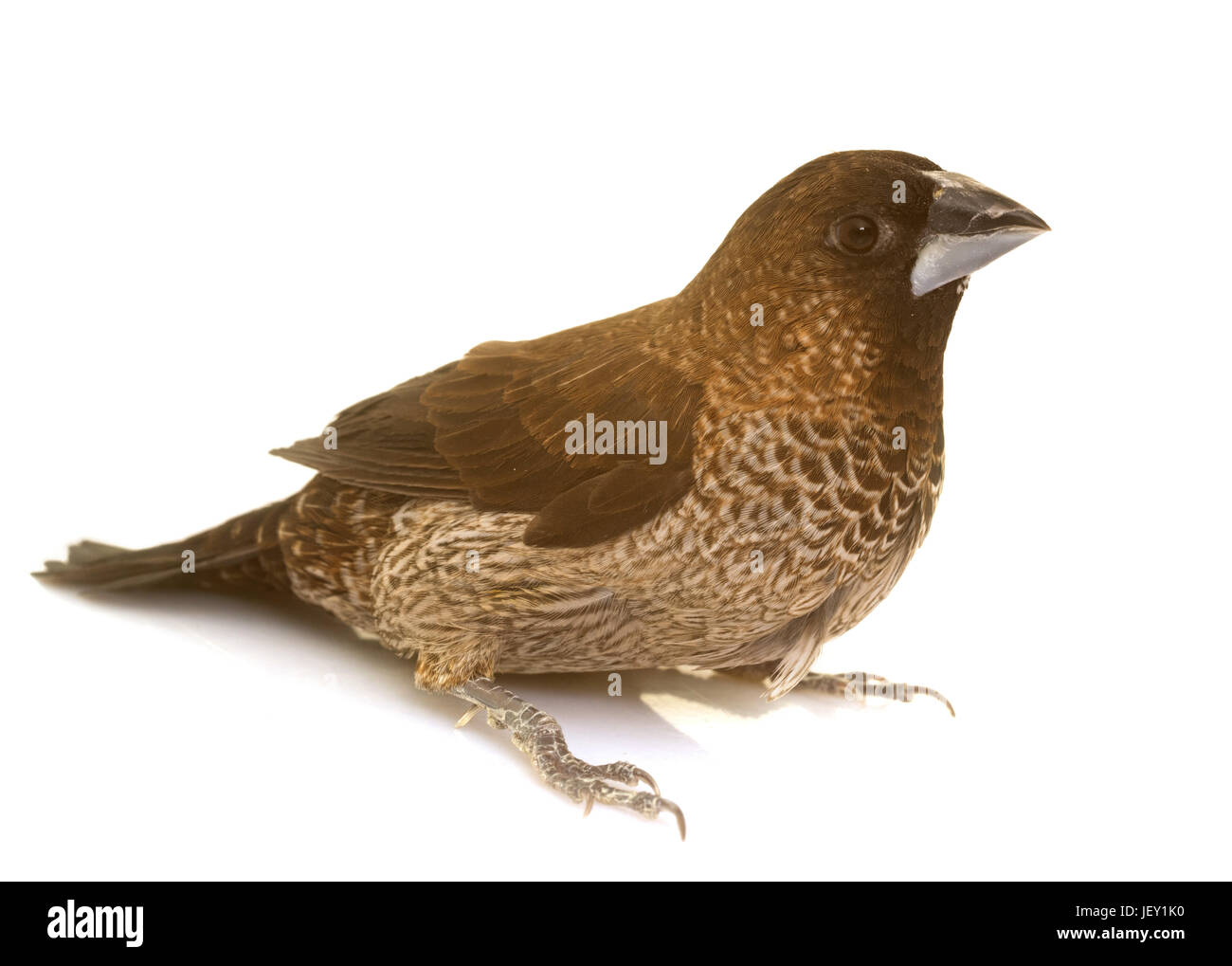 La società finch davanti a uno sfondo bianco Foto Stock