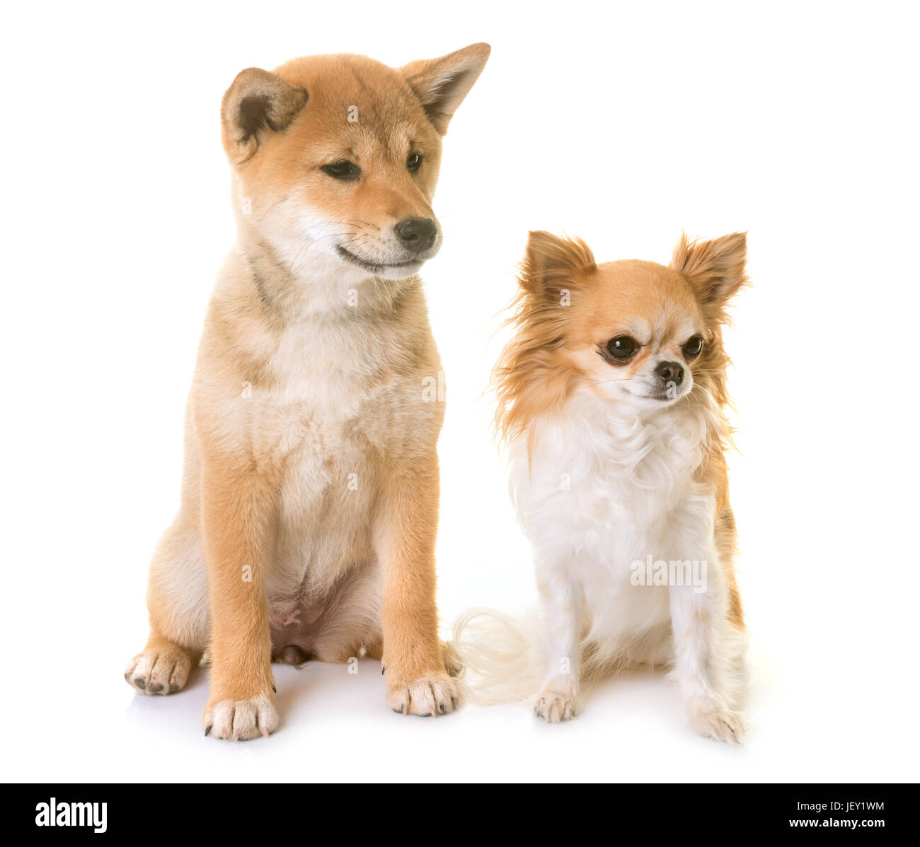 Cucciolo di Shiba Inu e chihuahua davanti a uno sfondo bianco Foto Stock