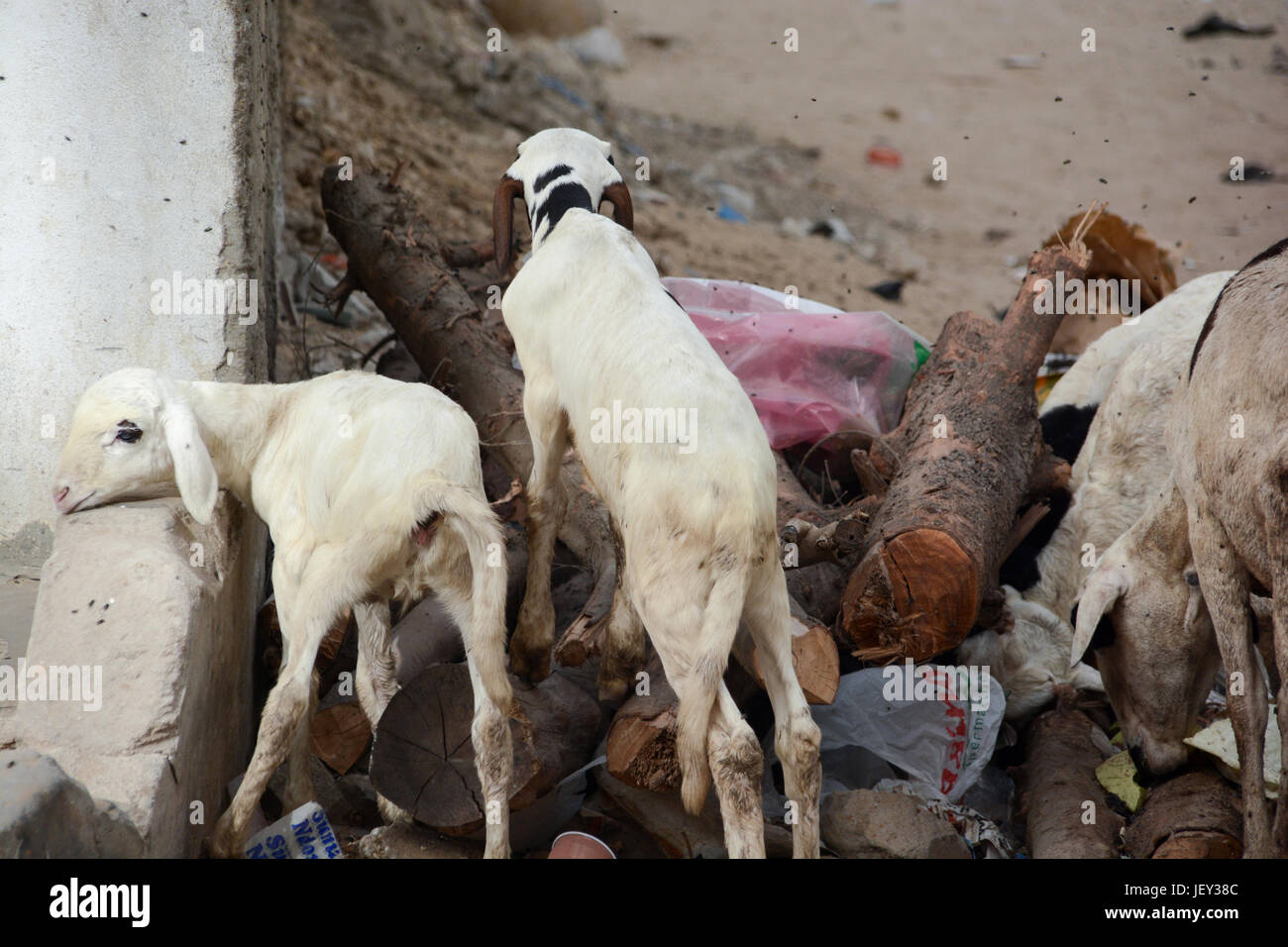 Poco divertente è di capra che stabilisce la sua testa sul blocco mentre altri caprini sono alla ricerca di resti di cibo attraverso la spazzatura e vola in strada Foto Stock