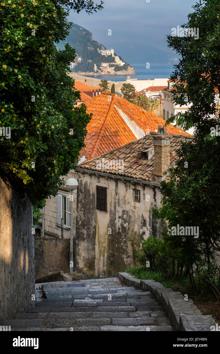 Gelsomino sovrasta una strada laterale a Dubrovnik, Croazia, Europa Foto Stock