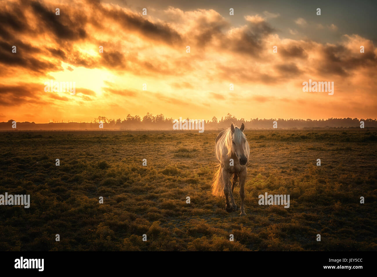 Cavallo in un pascolo con arancione tramonto Foto Stock
