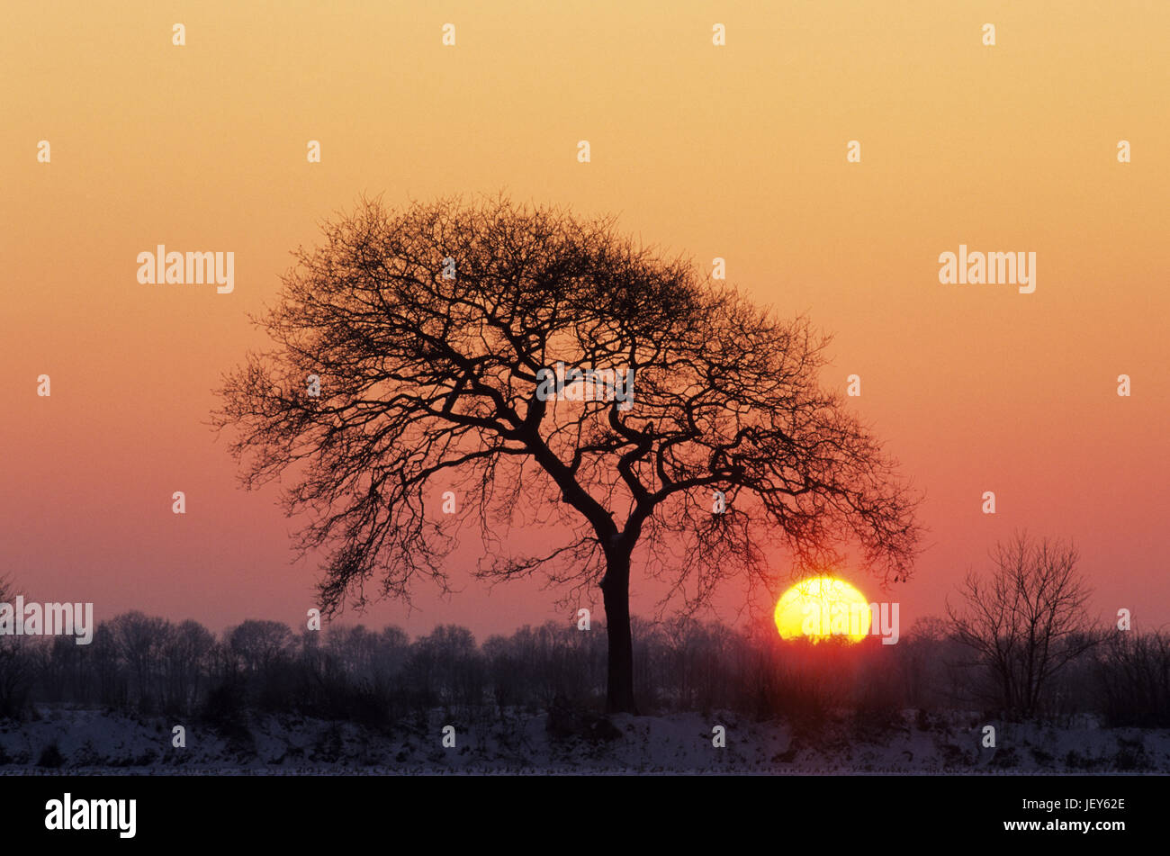 Oak sugli hedge banca nel tramonto / Dithmarschen Foto Stock