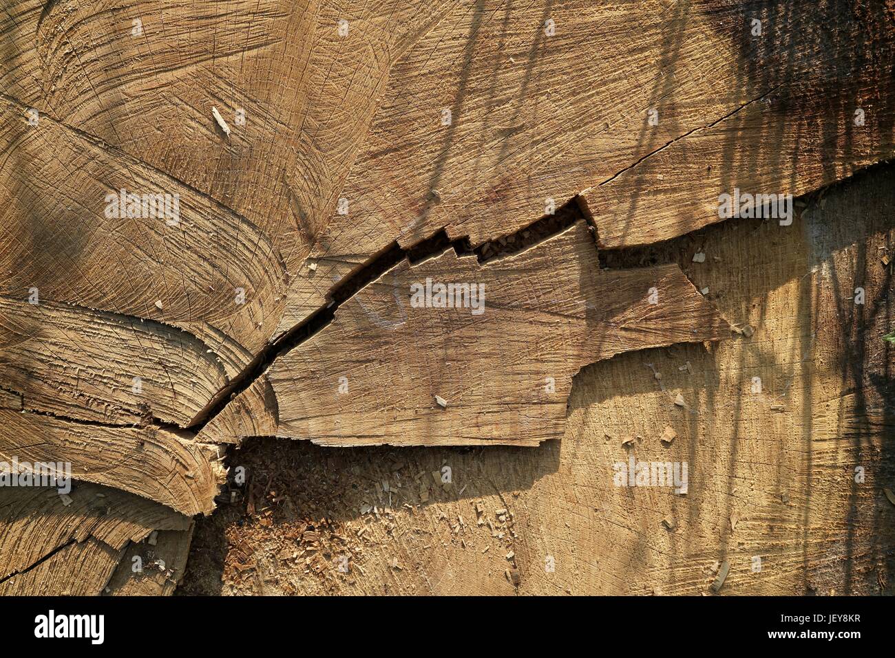 Sawed-off tronco di albero nella foresta Foto Stock