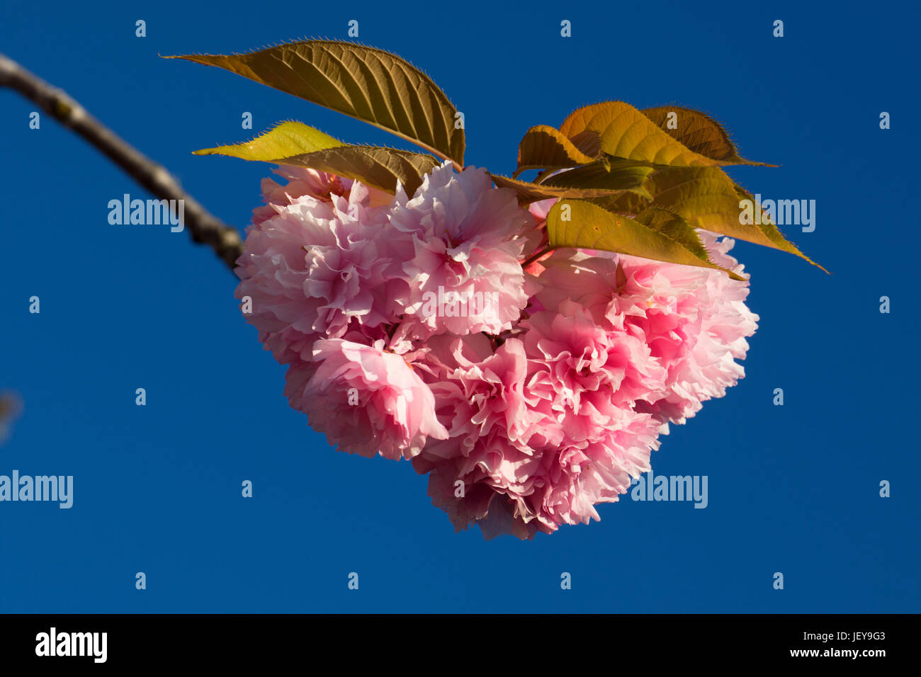 Decorative albero ciliegio fiorisce, Keizer, Oregon Foto Stock