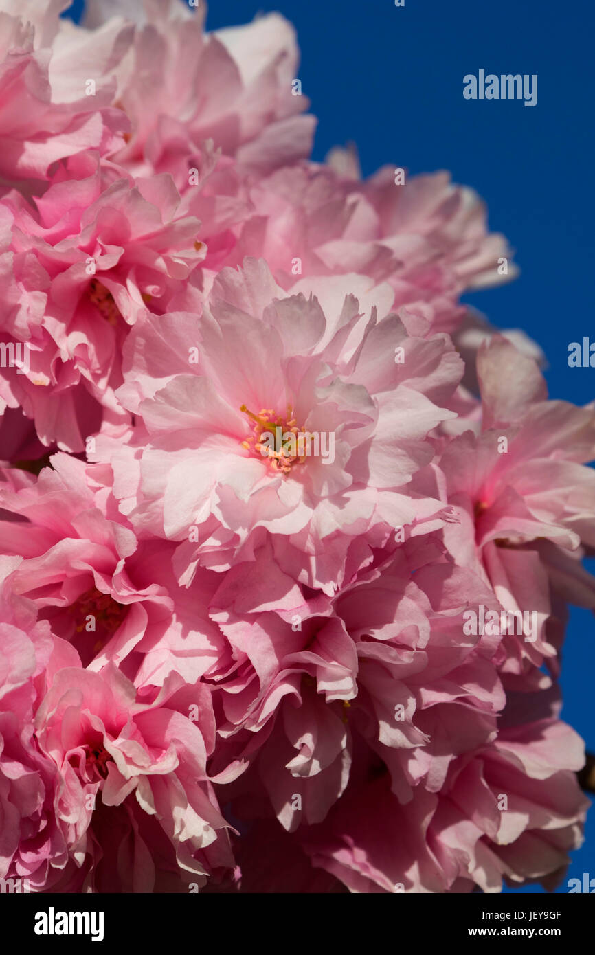 Decorative albero ciliegio fiorisce, Keizer, Oregon Foto Stock