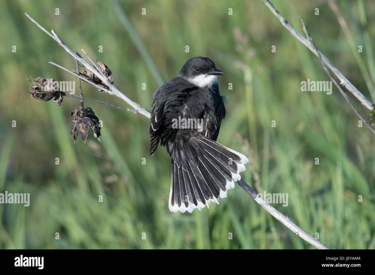 Kingbird orientale visualizza tailfeathers e preened piumaggio Foto Stock