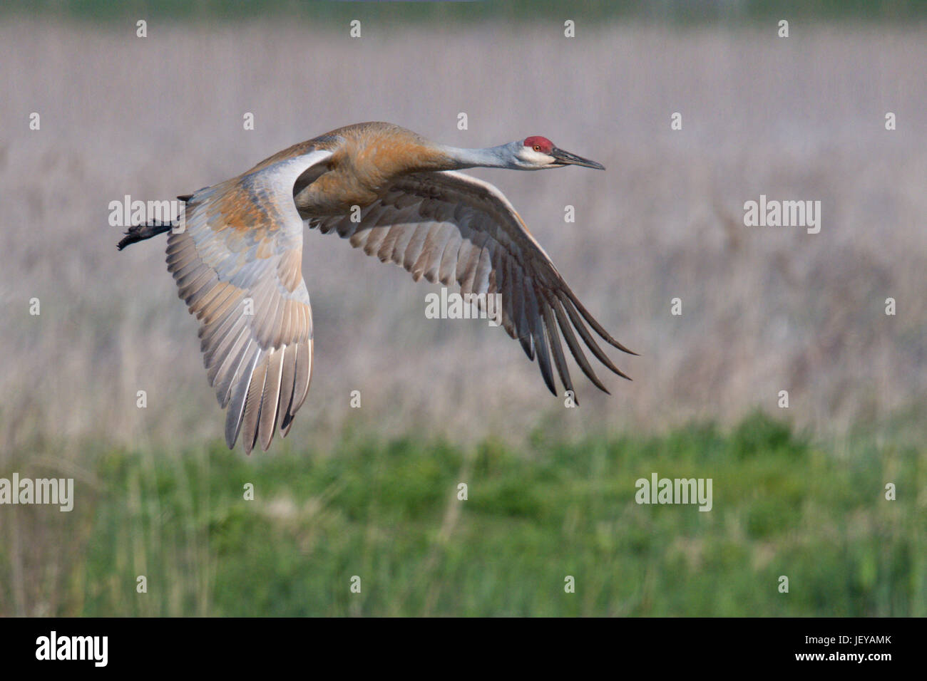 Sandhill gru in volo sopra il campo visualizza le maestose ali Foto Stock