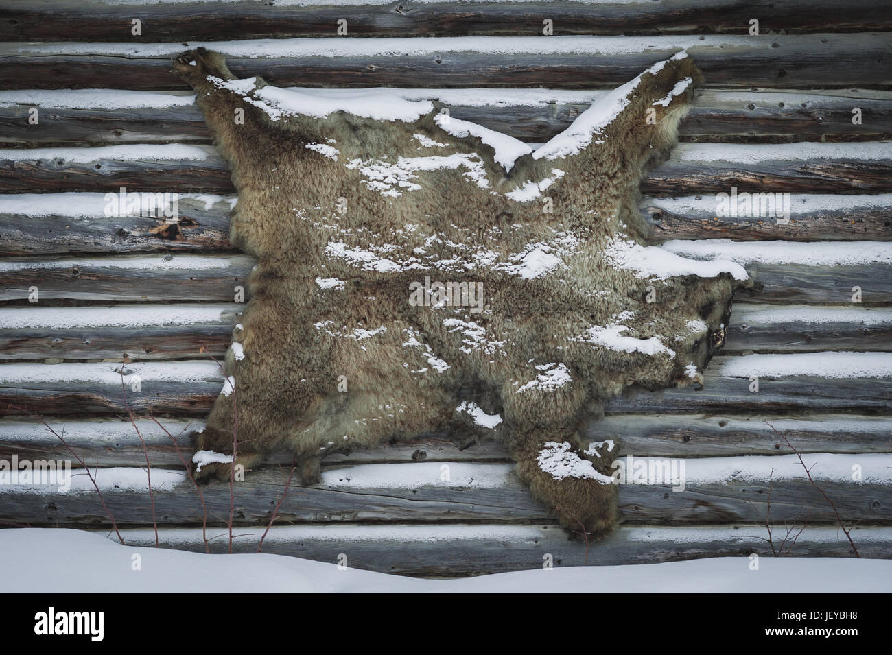 Bear pelle montata sulla parete di un tradizionale log cabin in inverno. Foto Stock
