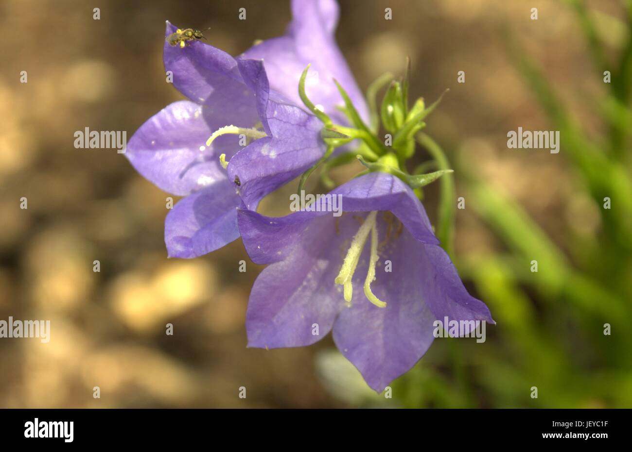 Blue Bell Fiori con un piccolo sudore Bee caricato con il polline Foto Stock