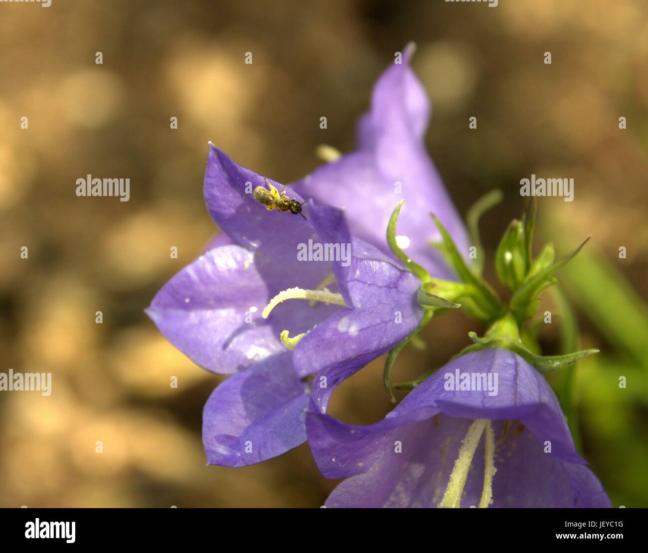 Molto piccola sudore Bee per raccogliere il polline in una campana Blu fiore Foto Stock