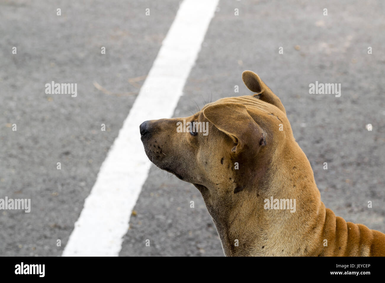 Cane giocando al di fuori di sorrisi. Foto Stock