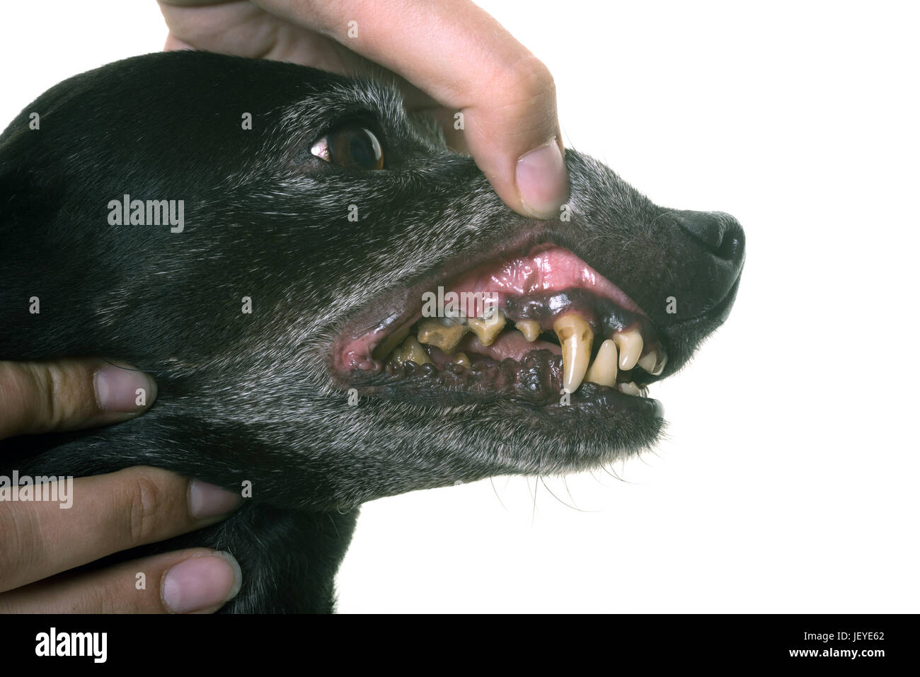 Vecchio nero bassotto che mostra i suoi denti davanti a uno sfondo bianco Foto Stock