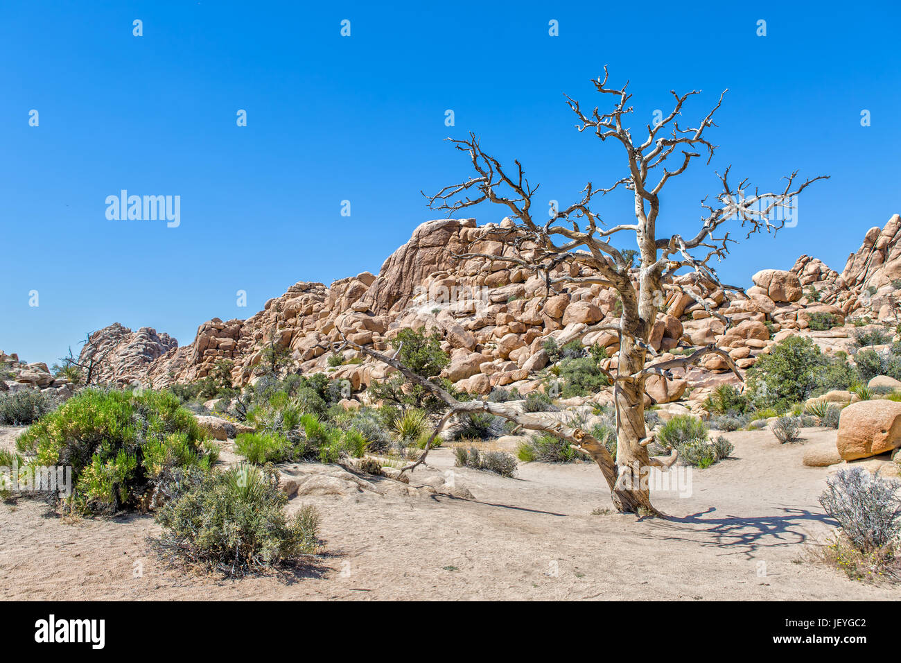 Impressione di Joshua Tree National Park in California Foto Stock