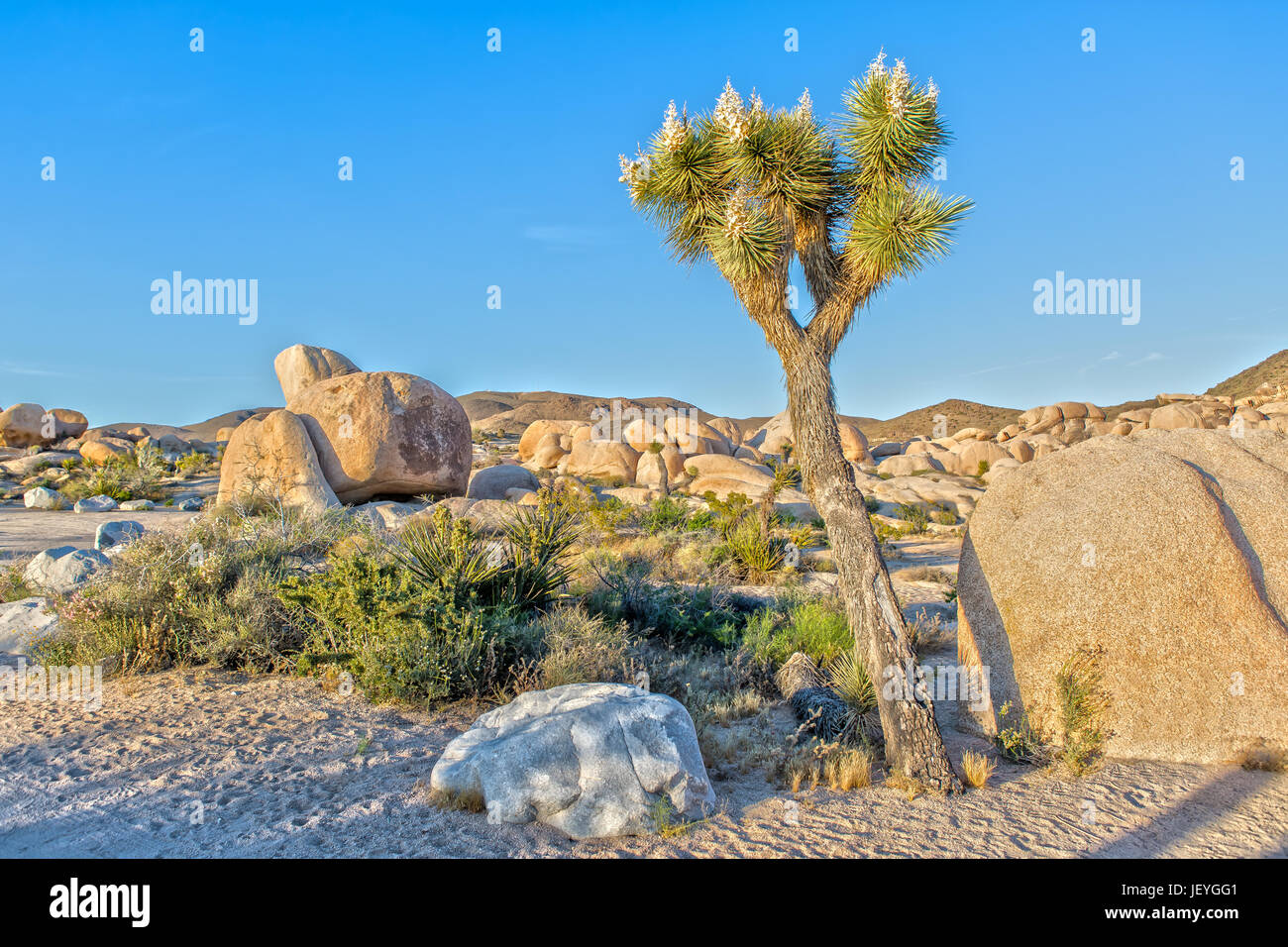 Impressione di Joshua Tree National Park in California Foto Stock