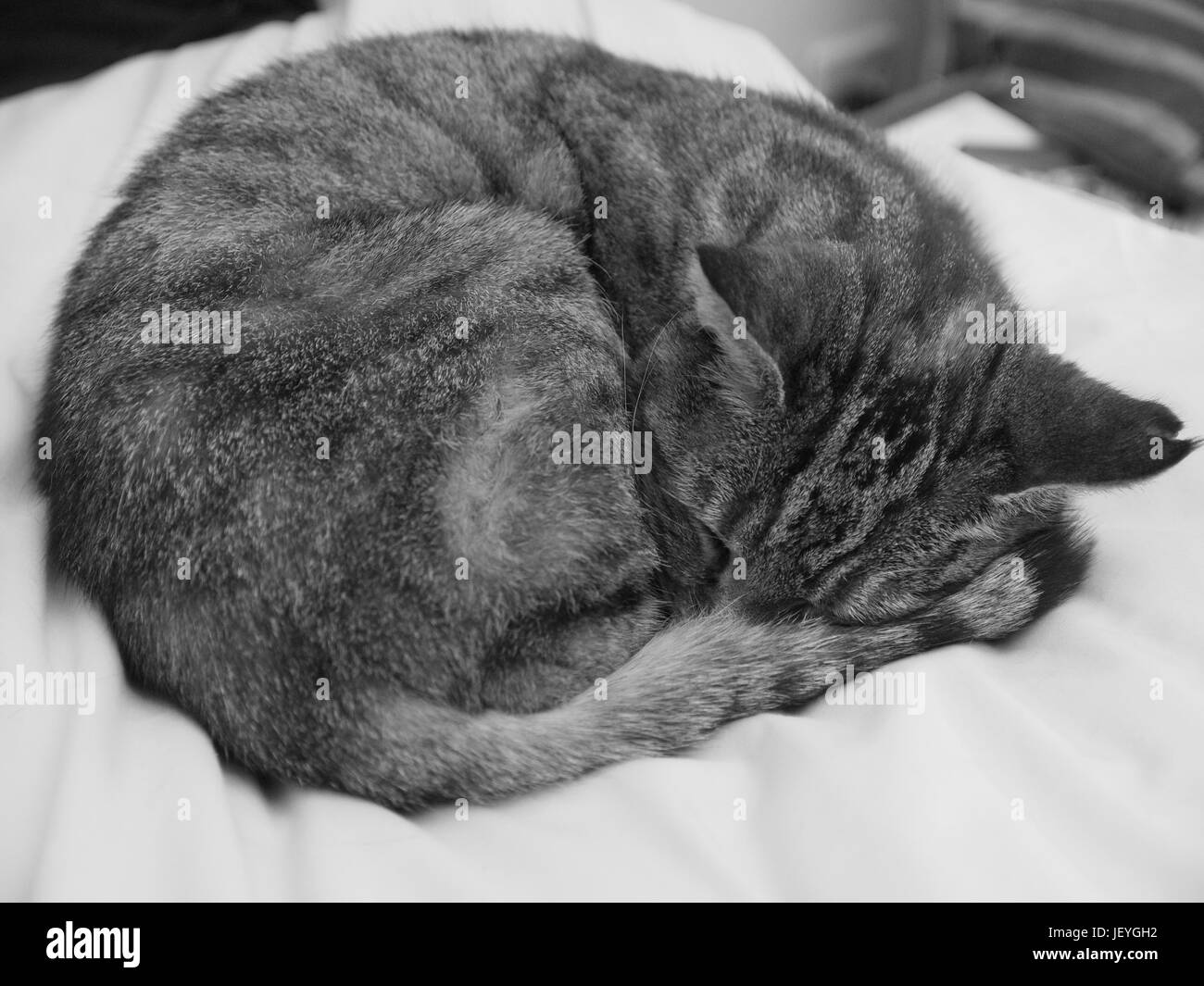 Cat avvolto a ricciolo dormire in bianco e nero. Foto Stock