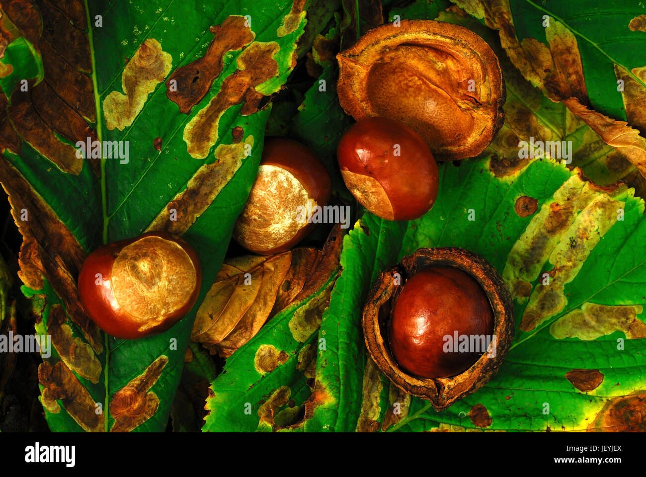 Ippocastani o 'conkers' Foto Stock