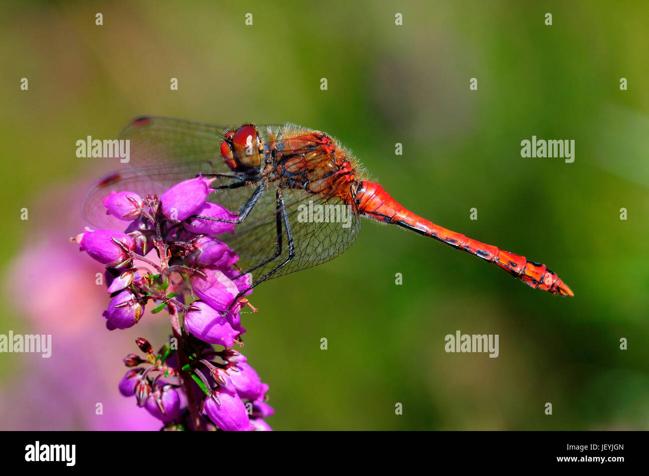 Ruddy maschio darter dragonfly a riposo su bell heather. Dorset, Regno Unito Agosto Foto Stock