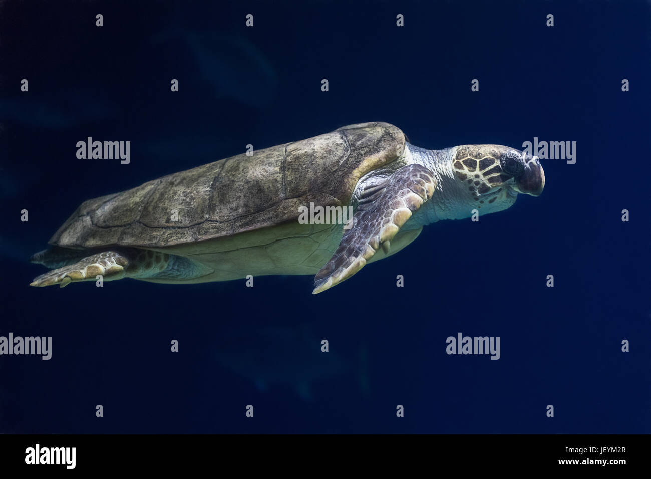 Sea Turtle nuotare nel mare Foto Stock