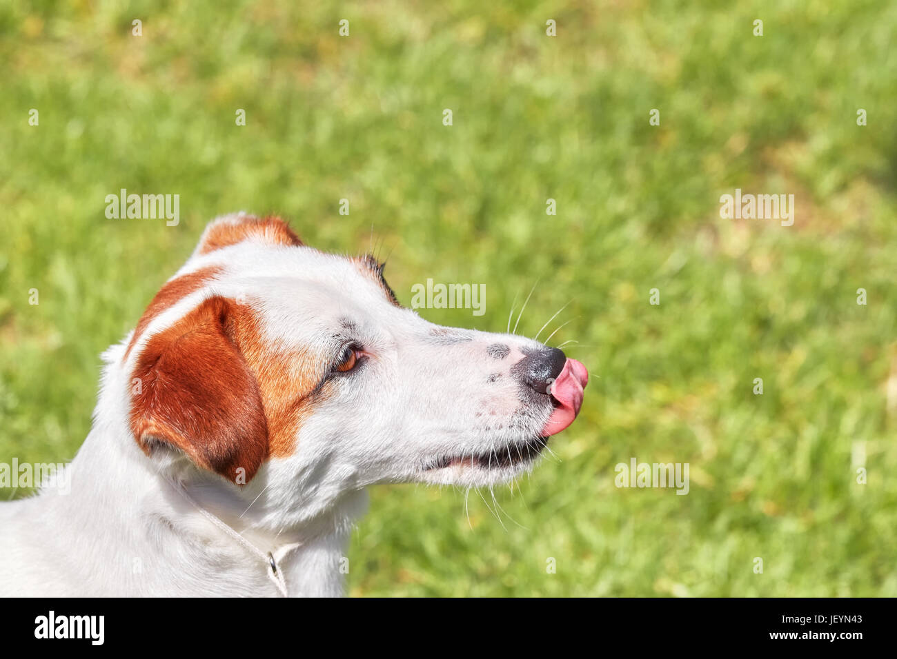 Ritratto di un giovane Jack Russell Terrier leccare il naso con la lingua. Foto Stock