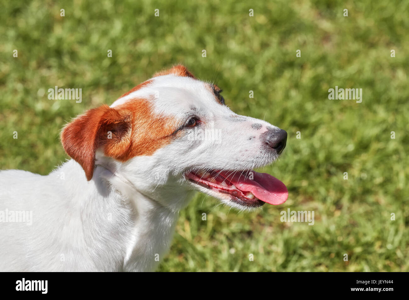 Ritratto di un giovane Jack Russell Terrier. Foto Stock