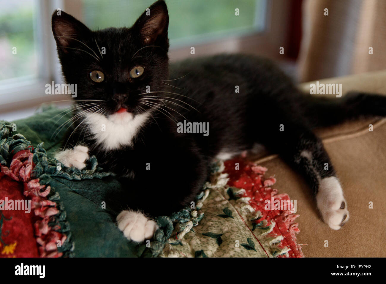 Tuxedo gattino su un quilt Foto Stock
