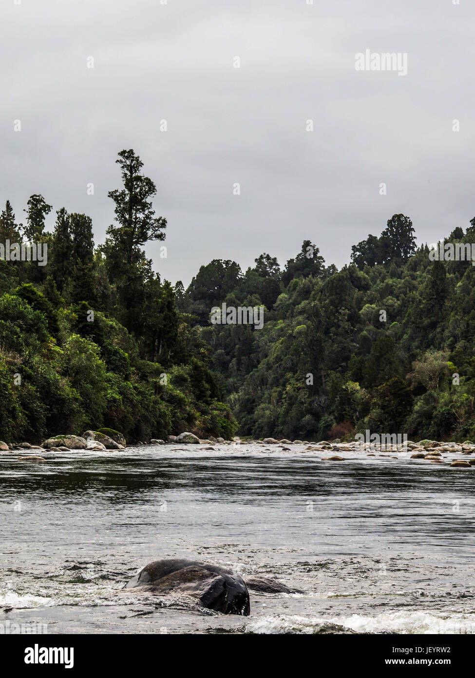 Whakapapa River a Owhango. Che scorre nel letto di boulder attraverso la foresta nativa su ripidi pendii del River Gorge, Tongariro foresta, Distict Ruapehu, New Zealan Foto Stock