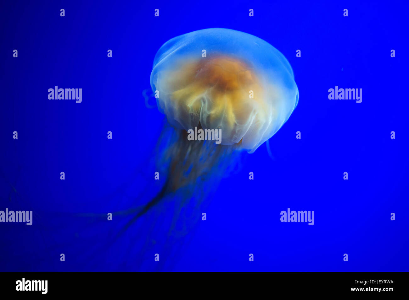 Leone la criniera medusa Foto Stock