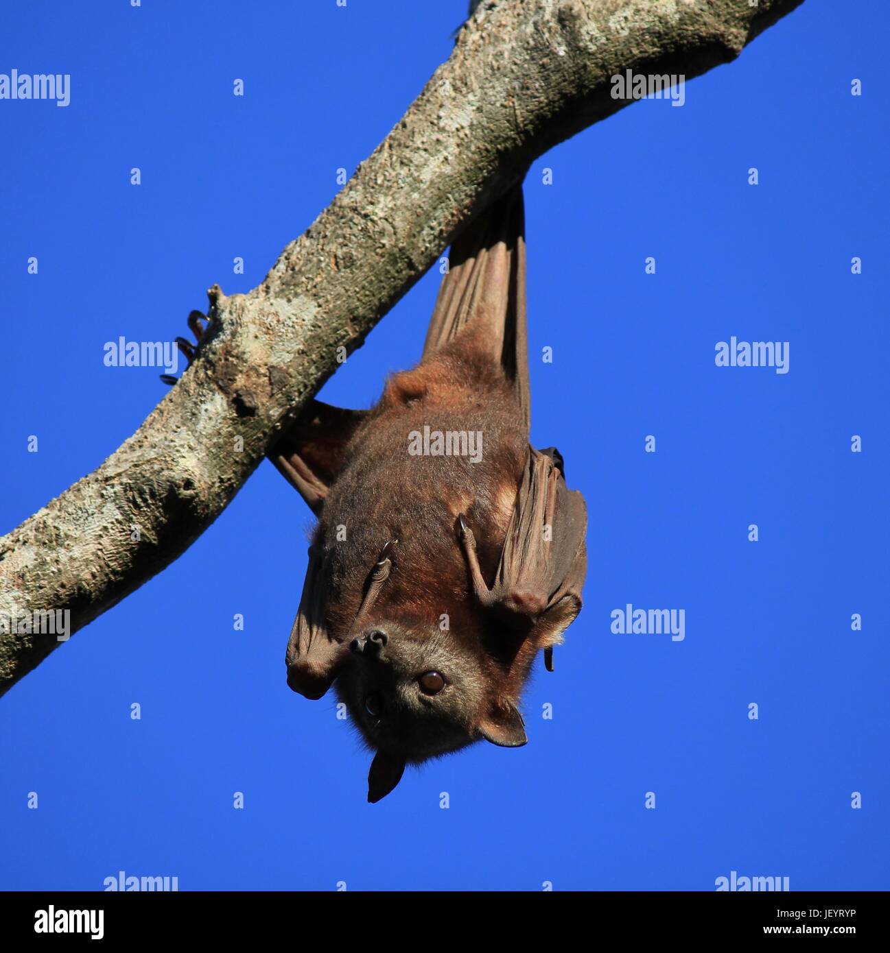 Frutto bat appeso a testa in giù su un albero Foto Stock
