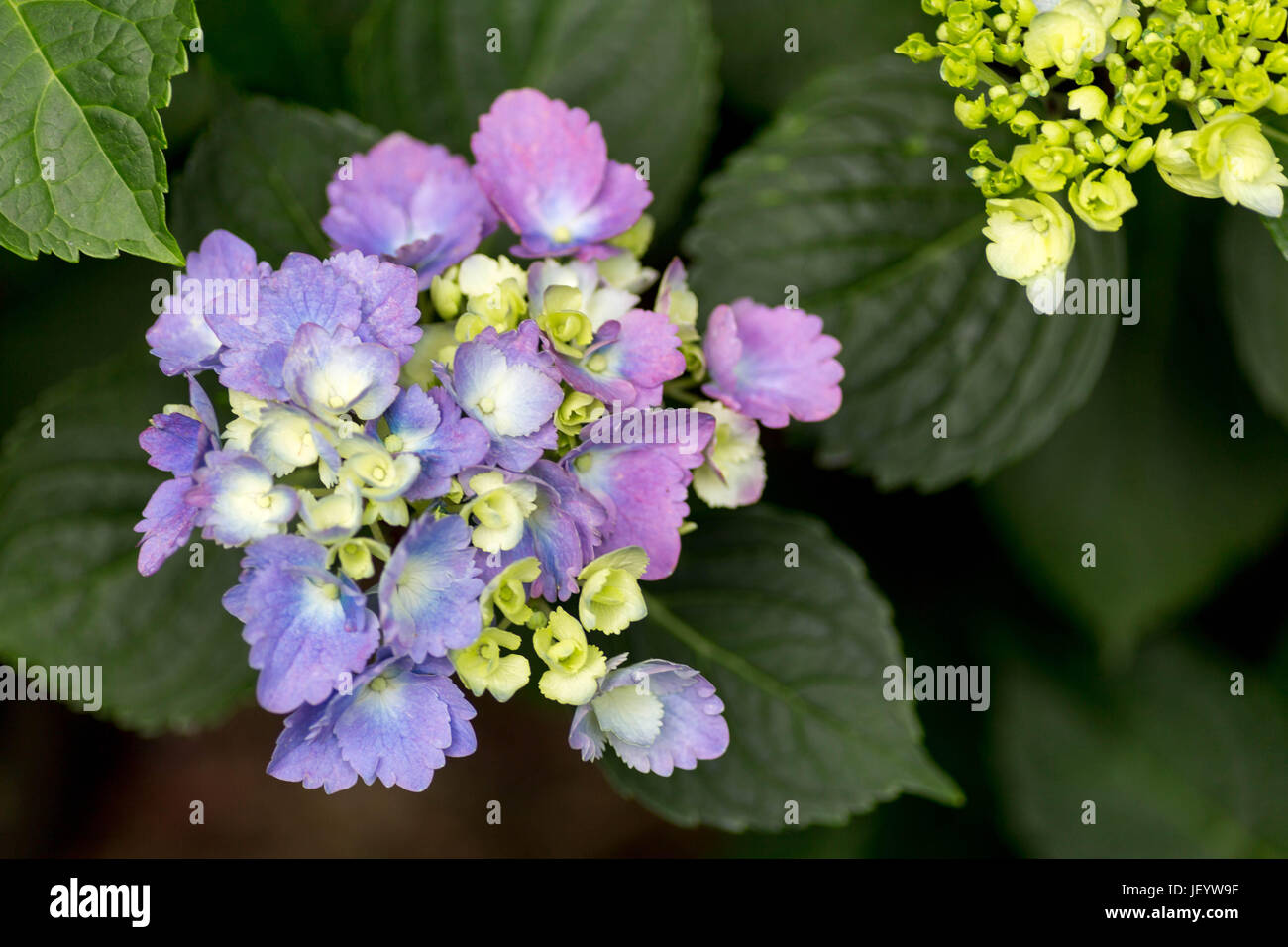 Late bloomers Foto Stock